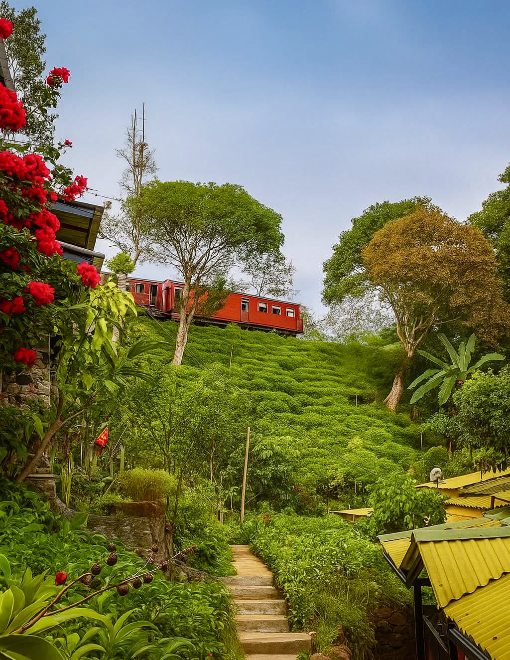 Red hill-country train crossing a green tea-covered slope
