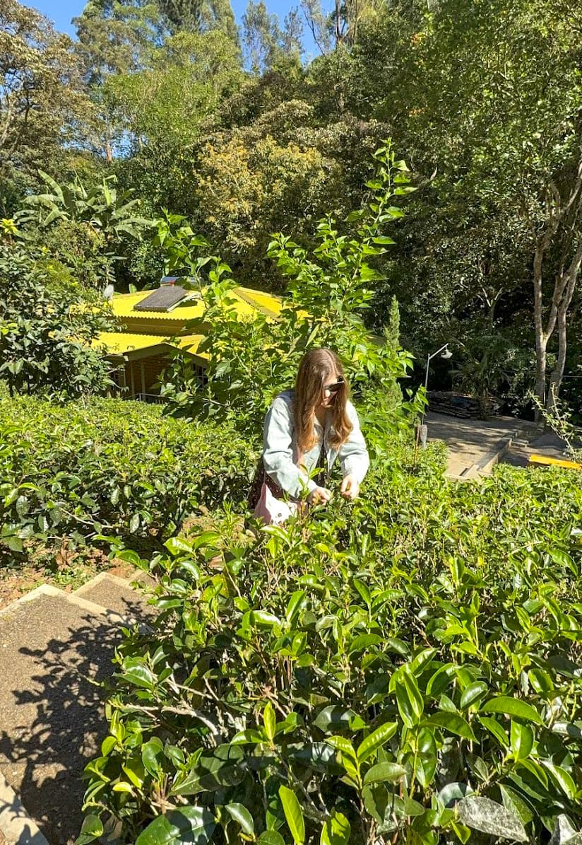 Guest learning to pluck tea leaves in the chalet garden