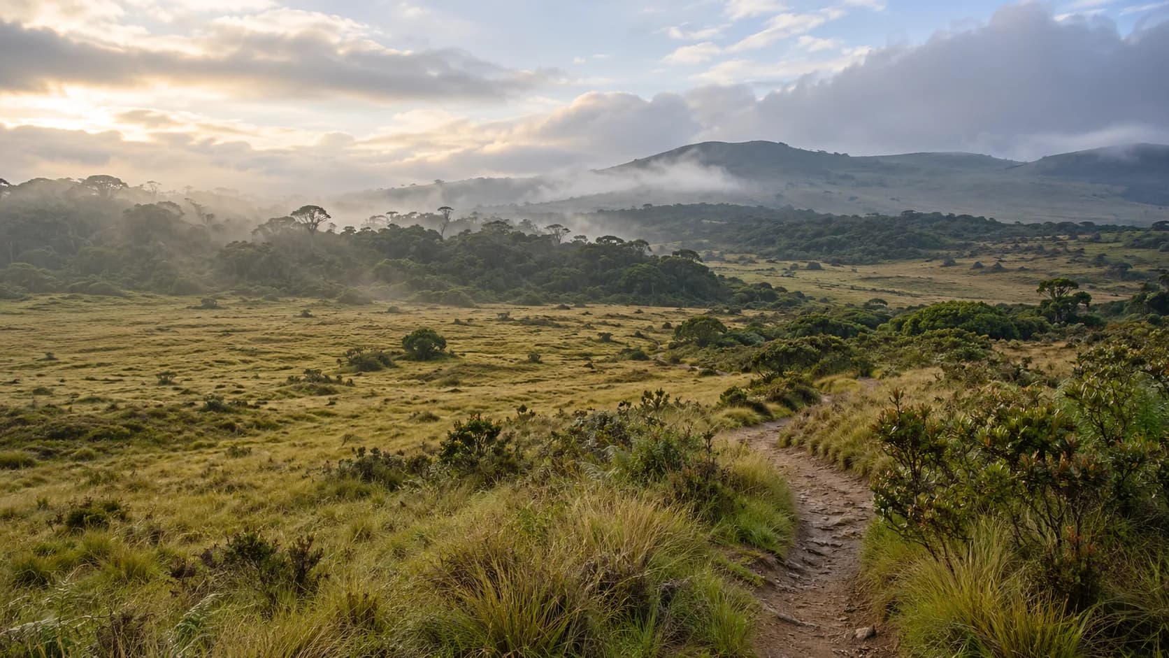 Walking trail across misty grassland and cloud forest