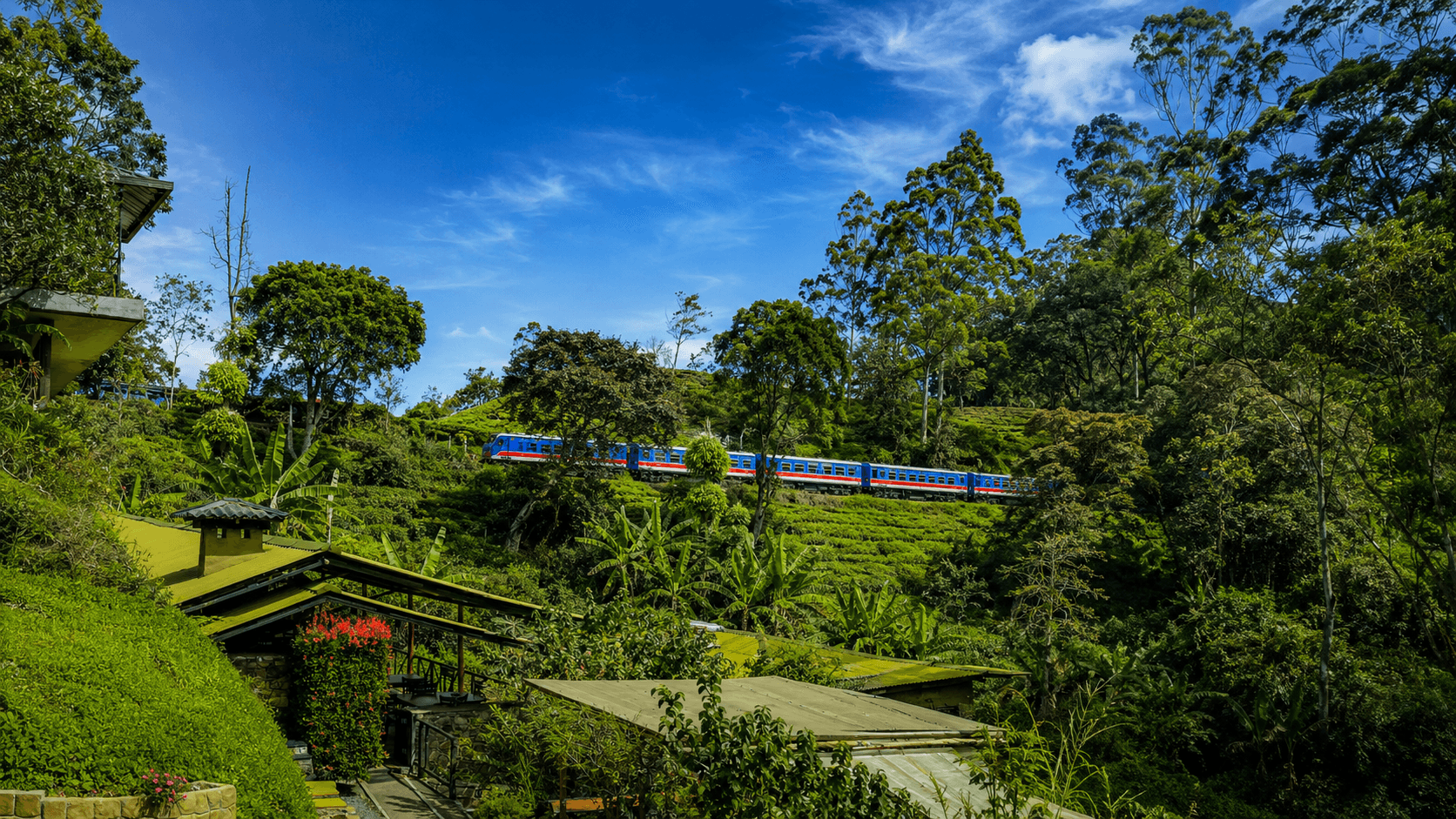 Train passing through the tea-green hills above Train View Chalet